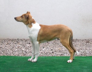 Vrh P - P litter